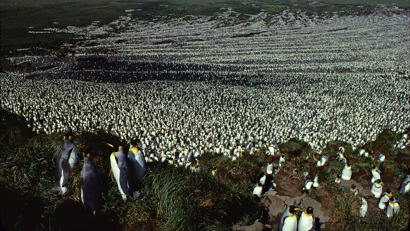 Mystery surrounds the dramatic fall in numbers of penguins on Pig Island in the South Indian Ocean.