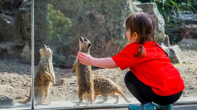 Meerkats from Edinburgh Zoo will move into an enclosure at the Royal Hospital for Children and Young People in the capital (Chris Watt Photography/ECHC/PA)