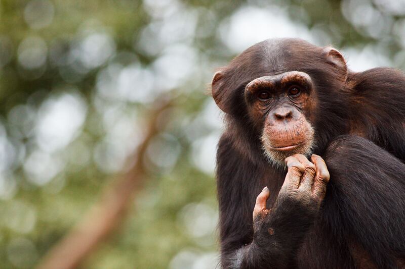 A chimp at Tacugama Chimpanzee Sanctuary, Sierra Leone