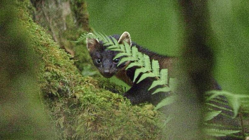 An elusive pine marten. Pic by Johnny Rogers, Silverback Films/BBC  