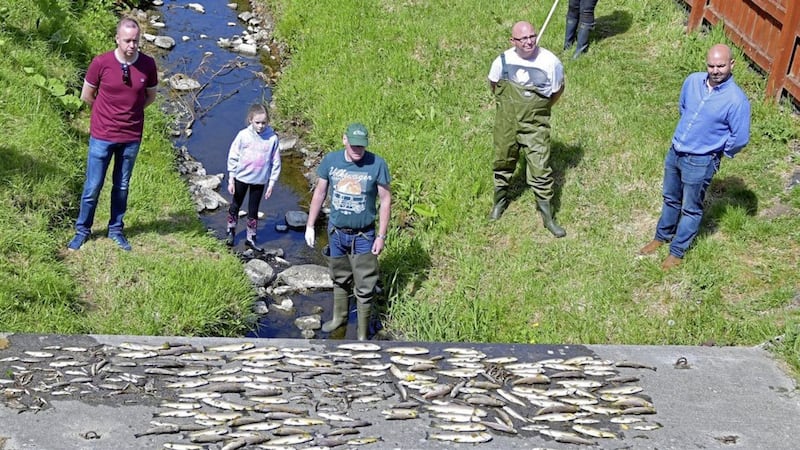 Hundreds of fish were lined up along the river banks, as well as several buckets of dead fish. Picture by Glenavy Conservation and Angling Club 