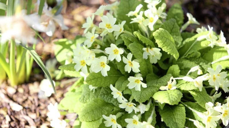 Primroses are designed to withstand the spring elements Picture: Mal McCann 