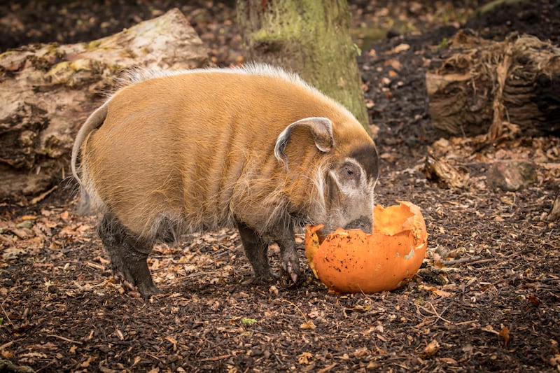 A red river hog with a pumpkin