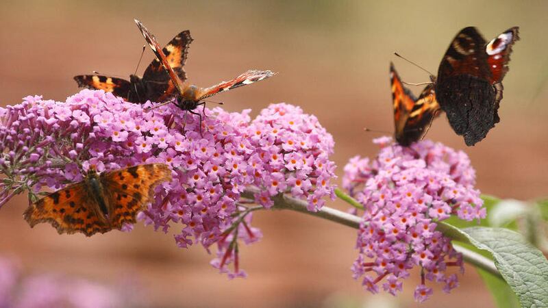 The Big Butterfly Count takes place until August 9 