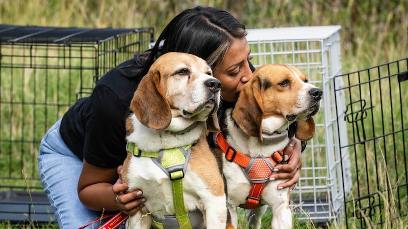 Pam Ghatoray with some of the dogs rescued by Beagle Freedom Project UK (John Nguyen/PA)