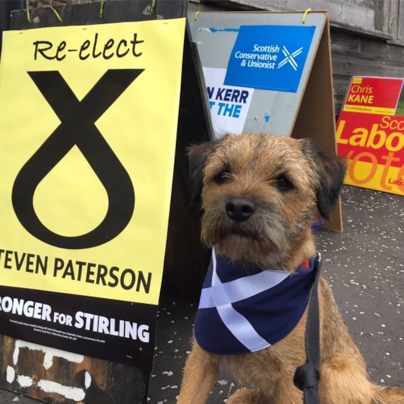 dog with scottish flag outside polling station (@RokAndWag)