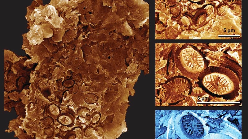 Scientists have discovered a new type of fossilisation that has remained almost entirely overlooked until now. 