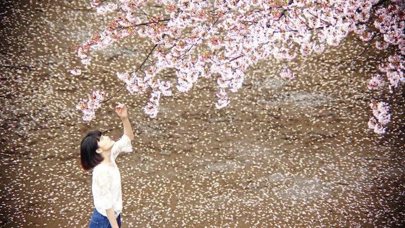 &#39;In springtime, people take time out of work to go and sit beneath the trees and gaze up into the delicate pink petals&#39; 