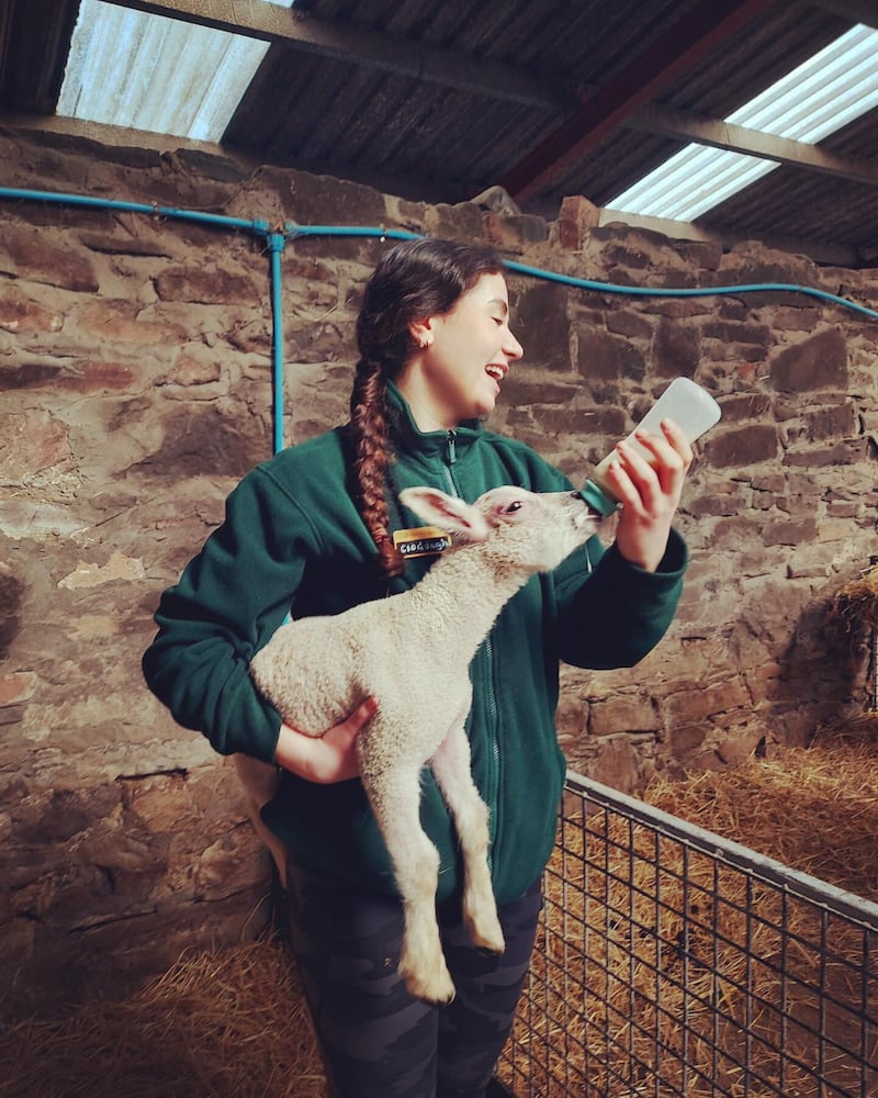Lamb bottle feeding is in full swing at The Ark Open Farm