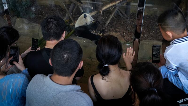 A man who threw unspecified objects into a giant panda enclosure in Chengdu, China, has become the latest visitor to be given a lifetime ban (Andy Wong/AP)