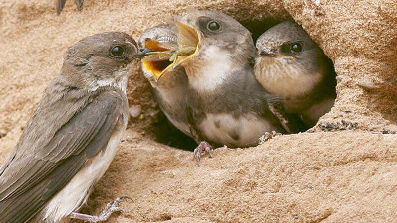 Sand Martins nest in small colonies digging long horizontal tunnels in the face of sandbanks and gravel pits 