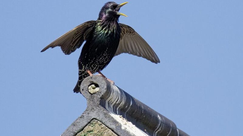 A starling on a rooftop 