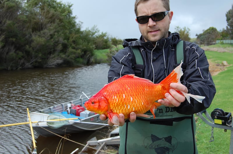 Huge goldfish in Australia