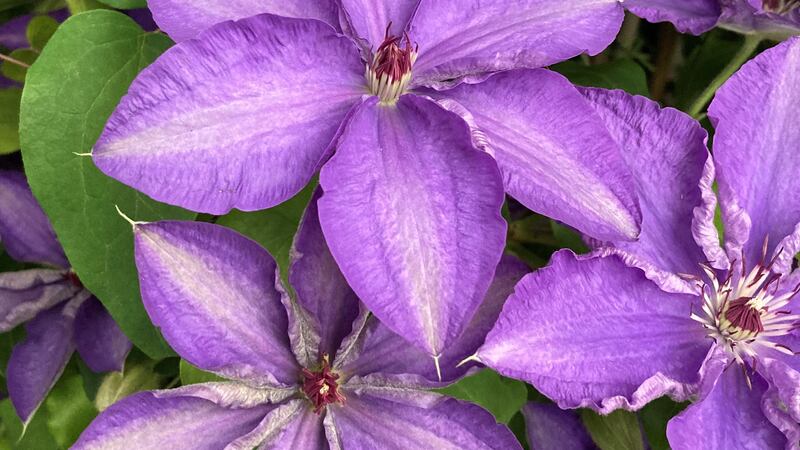 Clematis ‘Lindsay’ is perfect for growing in a pot