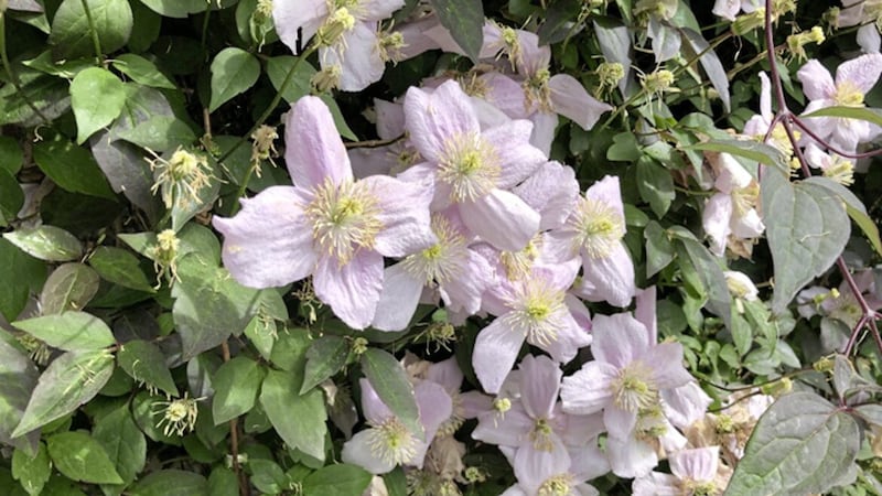 Clematis montana &#39;Fragrant Spring&#39; 