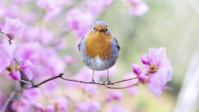 In spring, birds use song to show aggressiveness and to attain territory for nesting and breeding 