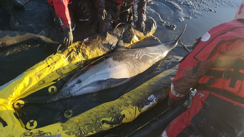 Crews from Essex County Fire and Rescue Service reached the trapped dolphins using a hovercraft and inflatable sled.
