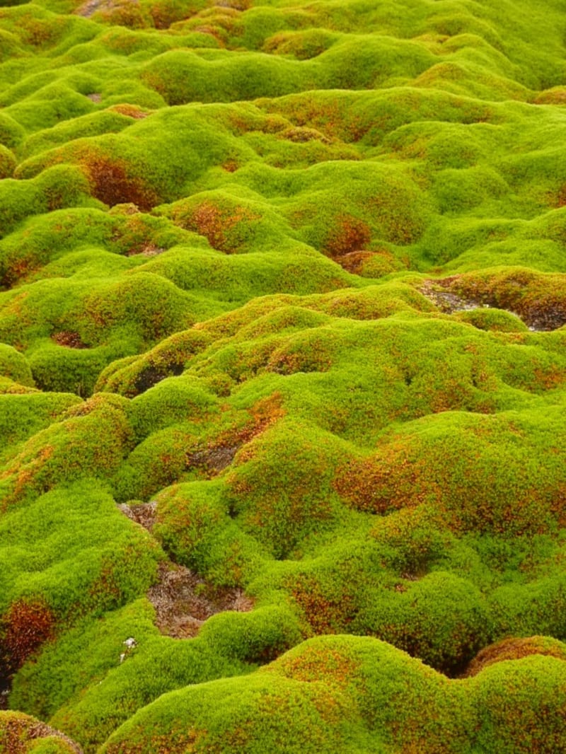 Hummocky terrain of a moss bank surface, Green Island.