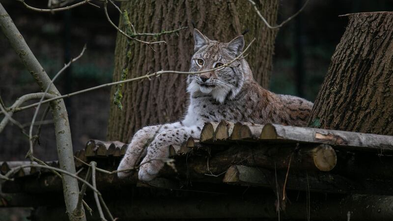 The lynx was spotted surveying the new addition to its habitat.