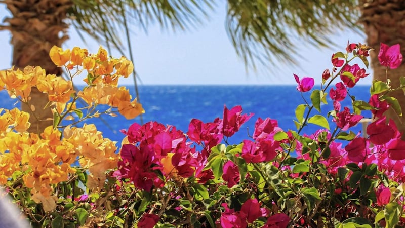 Colourful bougainvillea and palms overlooking the sea 