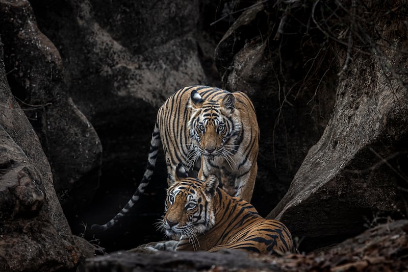 Bengal tigers in Bandhavgarh National Park, India. Paul Goldstein/Remembering Tigers