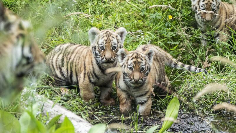 The three cubs were born in May at the Highland Wildlife Park.