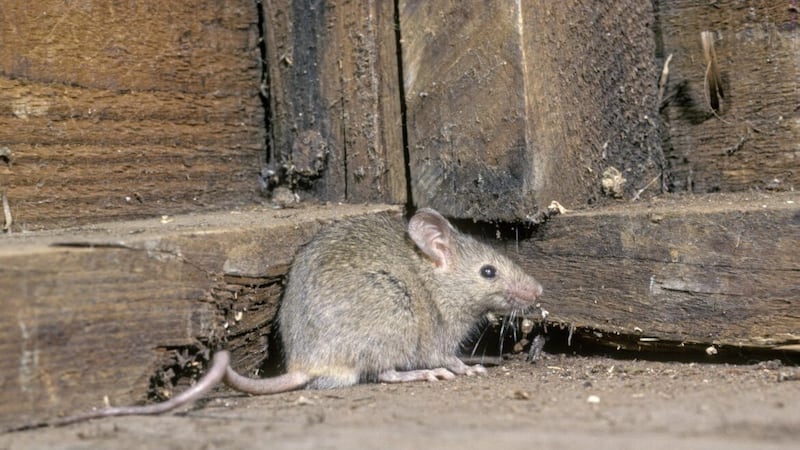 Mus musculus, aka the house mouse 