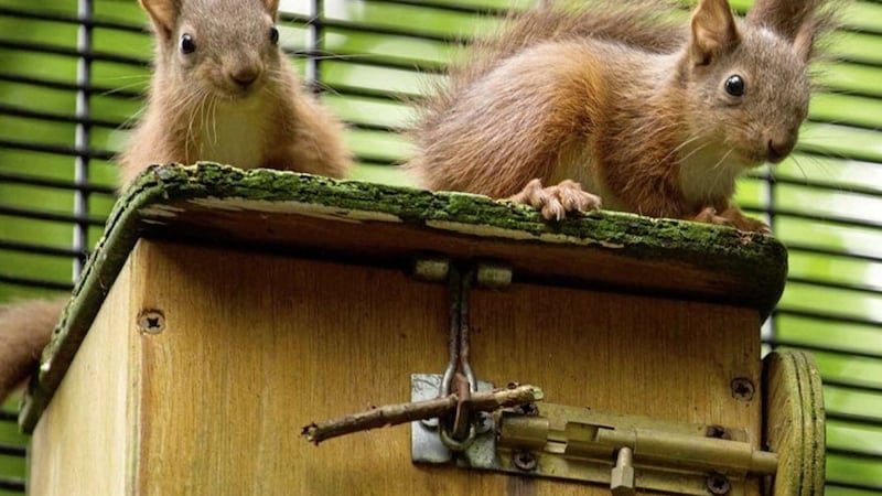 Belfast Zoo is to mark national Red Squirrel Awareness Week with the release of red squirrels in counties Antrim and Down 