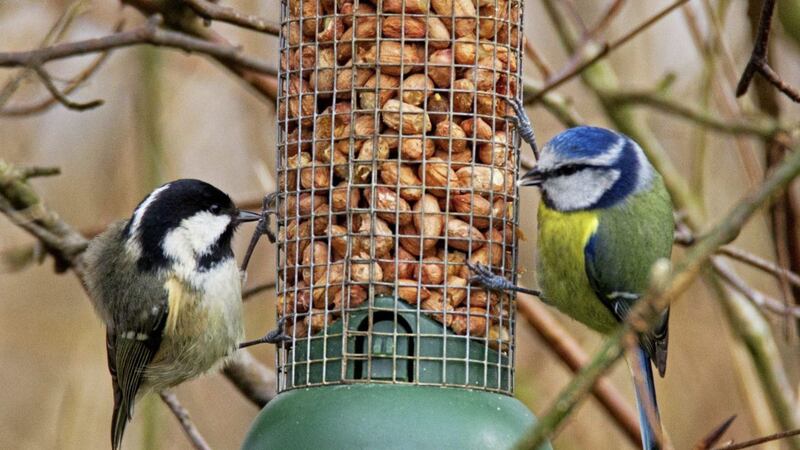 A coal tit and a blue tit feeding on peanuts from a bird feeder 