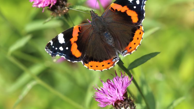 Red Admiral numbers have been increasing in the UK
