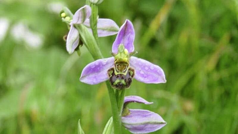 The rare bee orchid that is growing on a unmown Co Antrim verge 