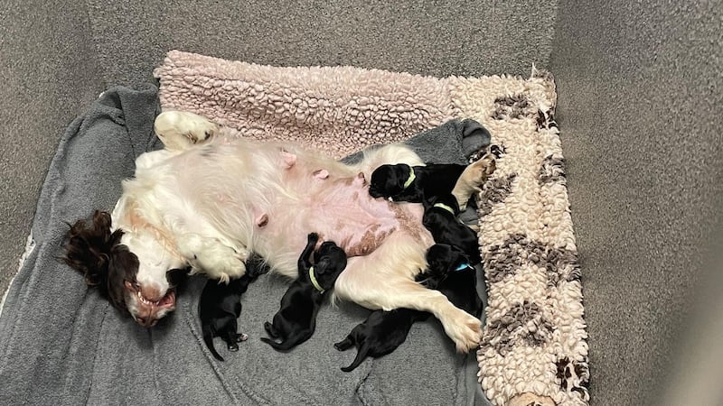 Officers spotted a man acting suspiciously and found the five-day old cocker spaniels in a plastic shopping bag.