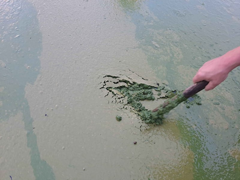 In some parts of the lough, the algae has turned into sludge 