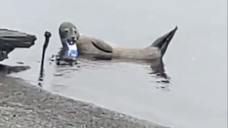 The young seal was initially spotted in water at Belfast Lough with the can stuck in its jaw 