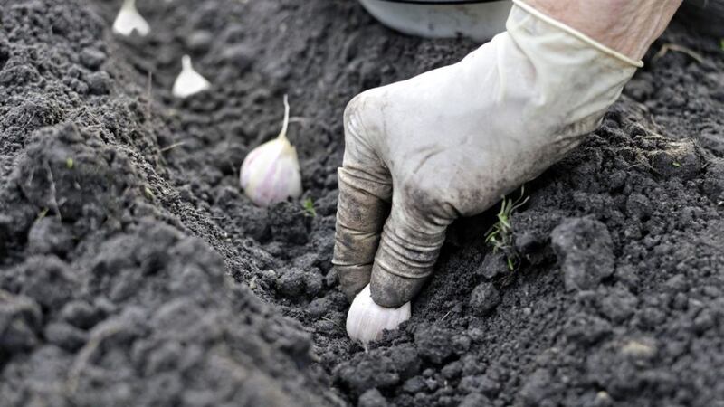 You can still plant garlic and other bulbs. Picture by Thinkstock/PA 