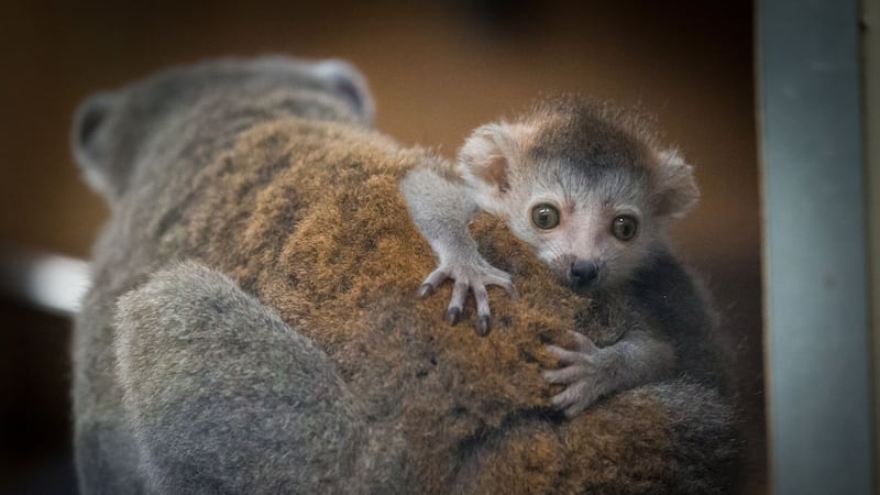 The baby crowned lemur, born on May 23, has not yet been named.