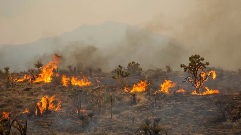 Joshua trees burn in the Mojave National Preserve in California (Ty O’Neil/AP/PA)