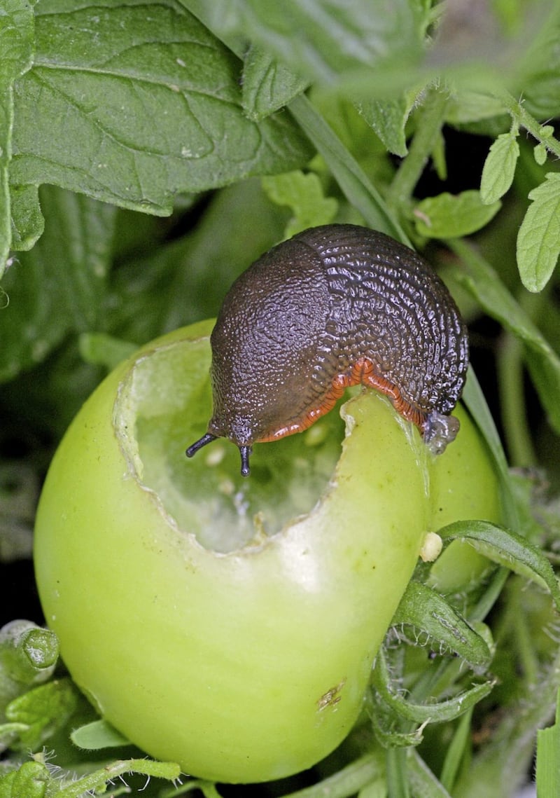 Slugs and snails are the most common garden pest 