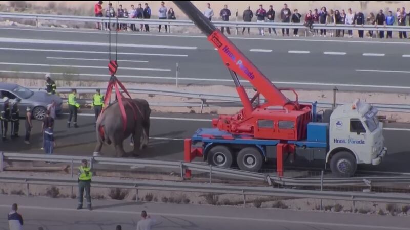 The elephants were part of a circus.