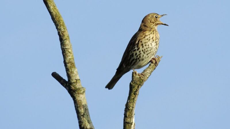 A male thrush in full song 