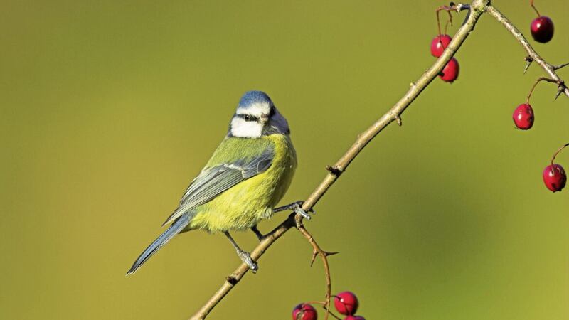 Trees with berries provide food for birds. Picture by rspb-images.com/PA 