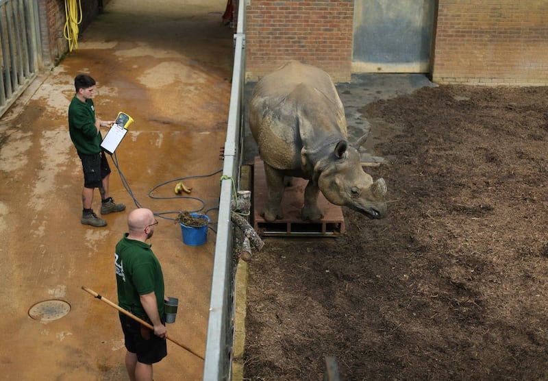 Annual weigh-in at Whipsnade Zoo
