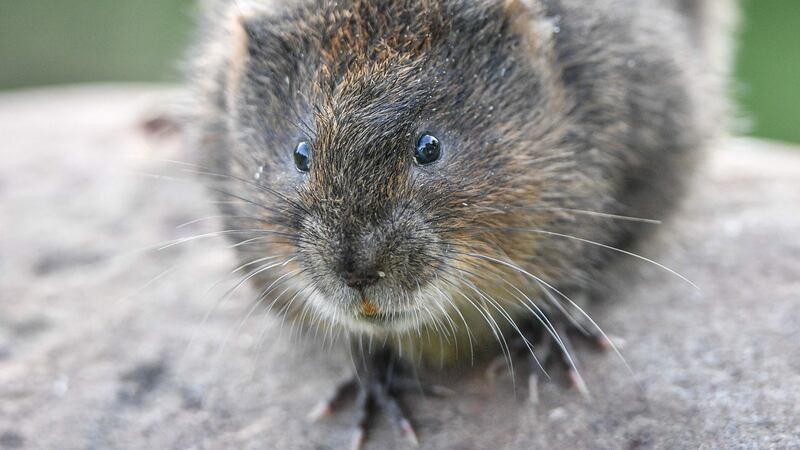 Voles are protected in law (Ben Birchall/PA)
