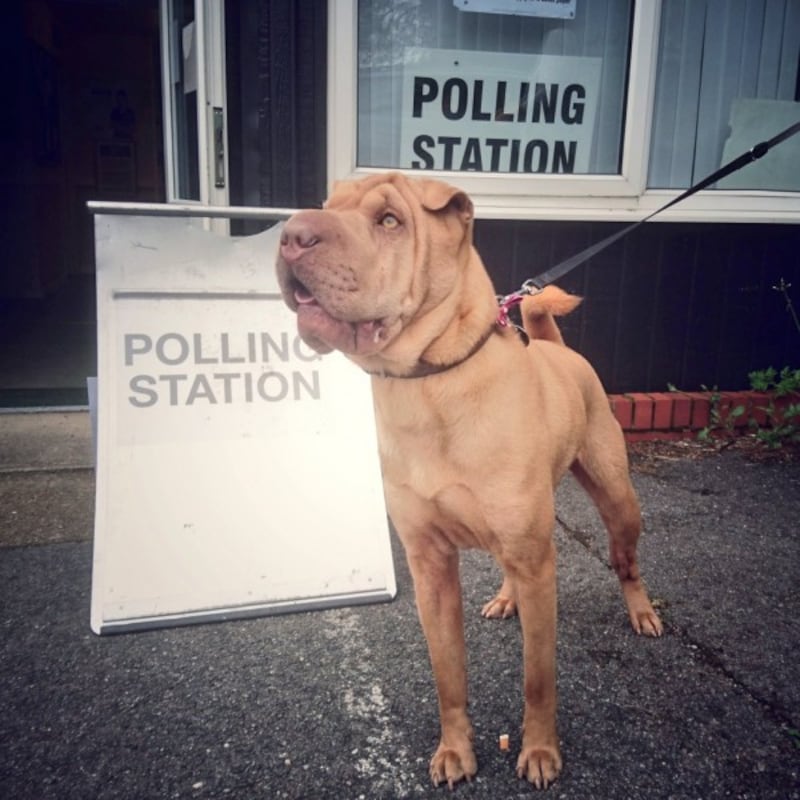 a dog outside a polling station (Edward Packard)