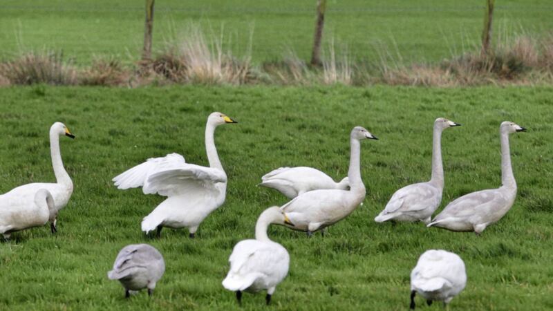 Migrating swans feeding and resting in an area close to the planned new A6 road. Picture by Margaret McLaughlin 