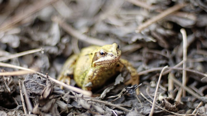 A common frog, rana temporaria, pictured in Co Meath 