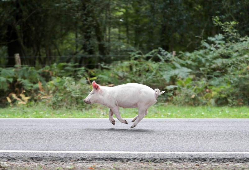 Pigs scampering around during Pannage in the New Forest