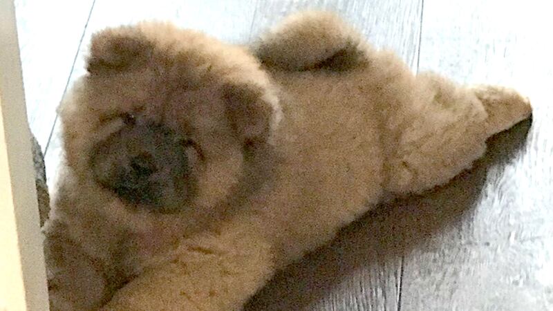 The chow chow called Bungle was seized by Northamptonshire Police after he was spotted loose in the road.