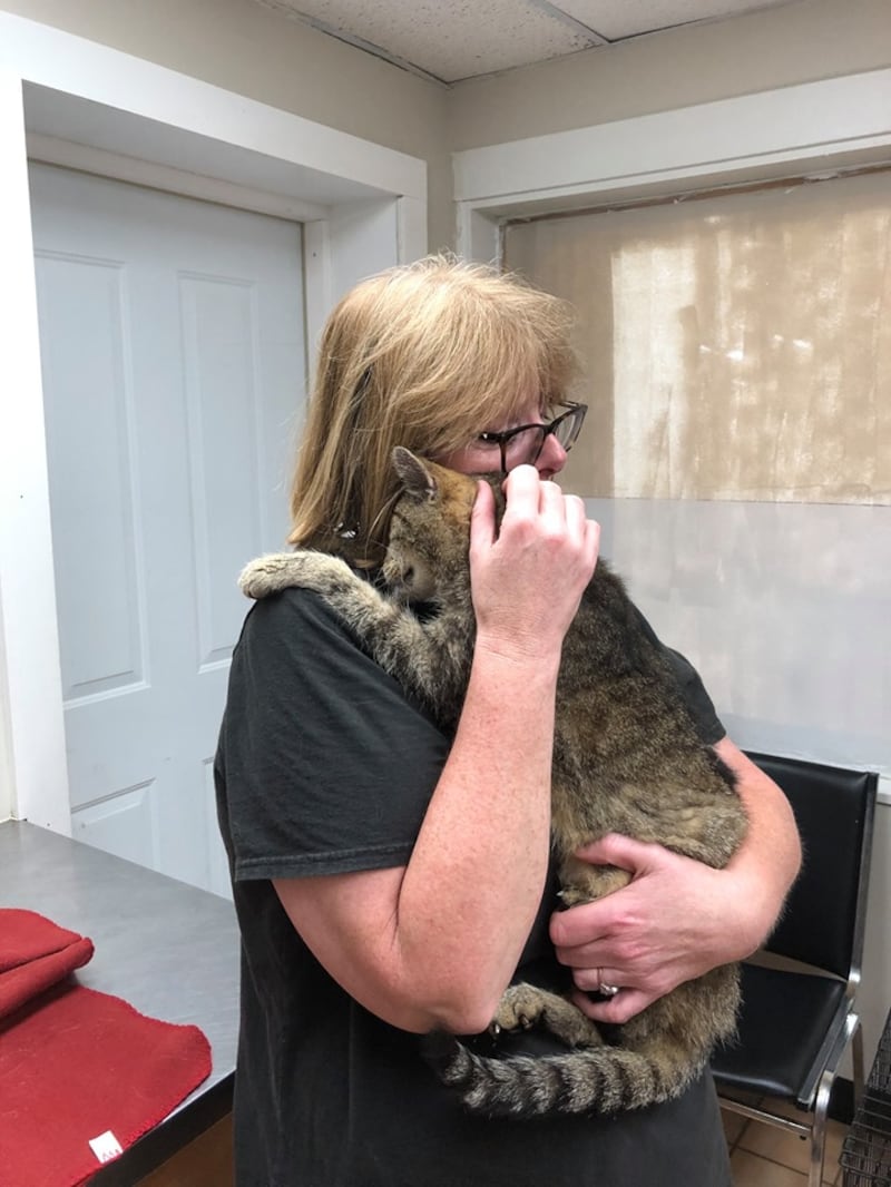 Tiger the cat is reunited with his family after 11 years apart