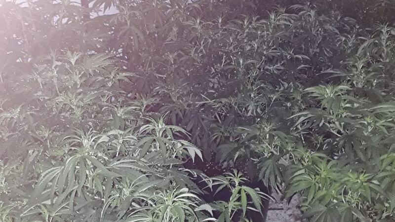 A cannabis factory was discovered in an unused cottage. 